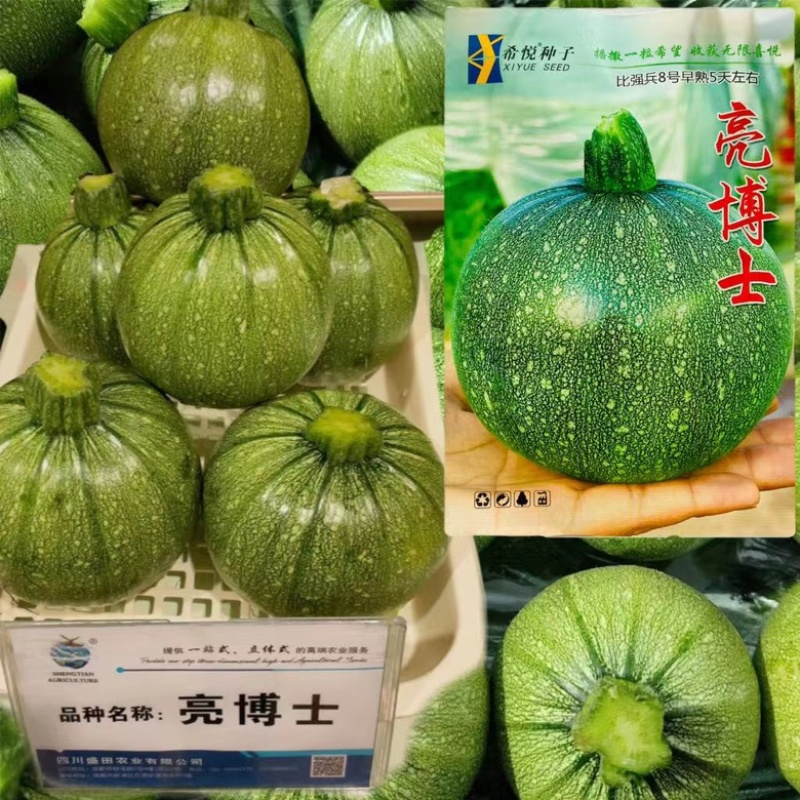 亮博士圆西葫芦籽早熟品种花皮小瓜品种种子