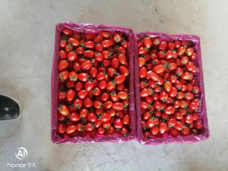 红玲圣女果，小番茄，陕西圣女果产地直发量大从优欢迎采购