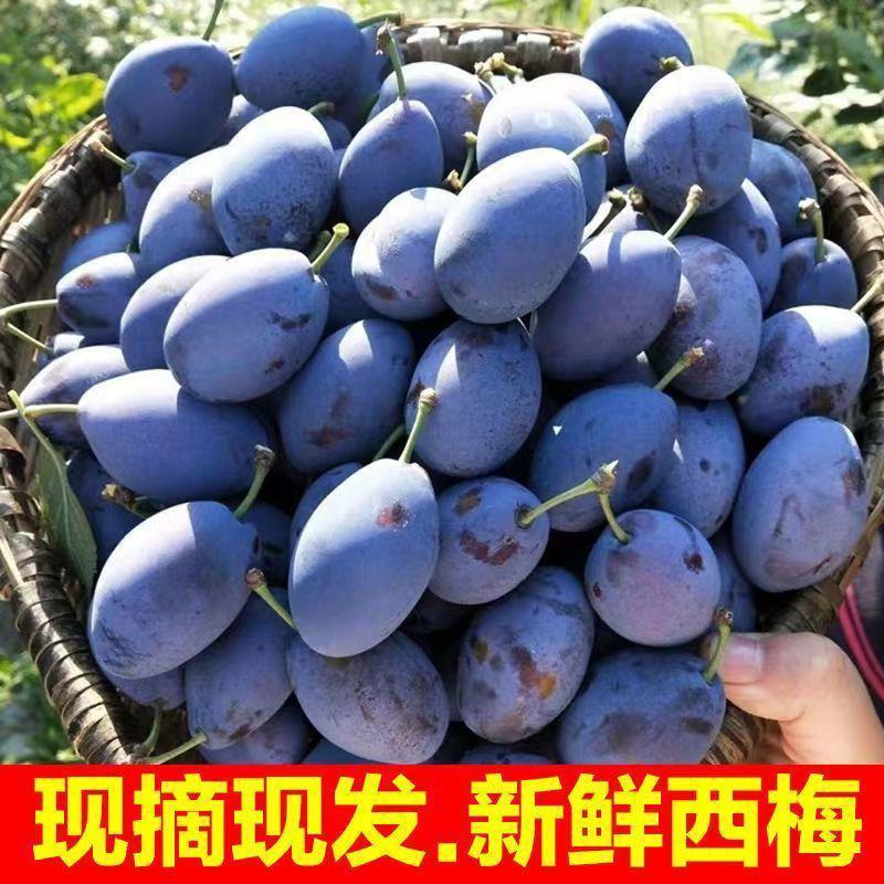 汶川女神西梅大量上市支持一件代发商超社区团购