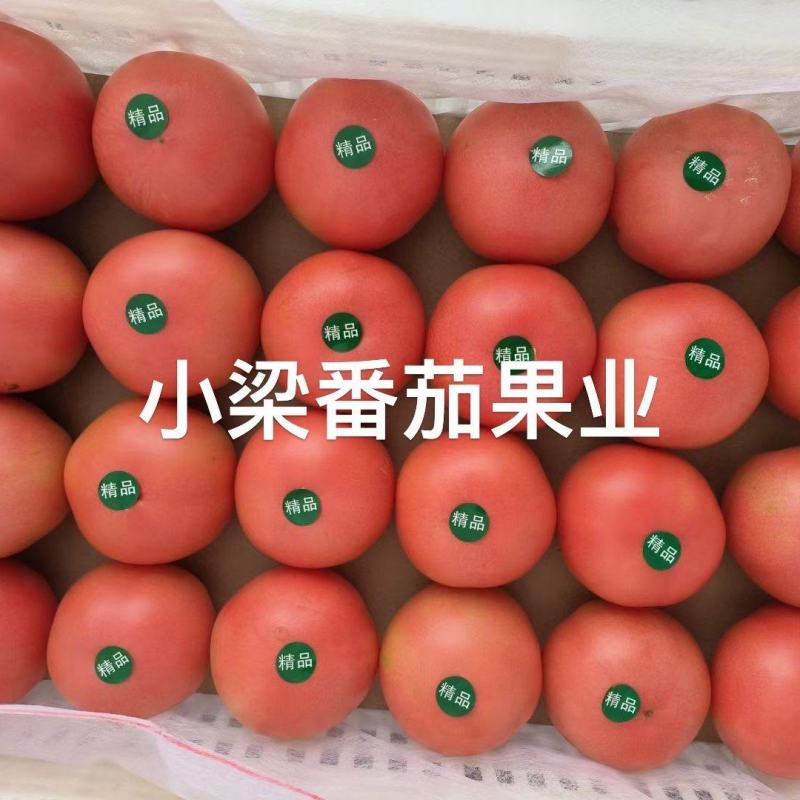 【实力推荐】张家口313西红柿大量供应保质保量价格来电详谈