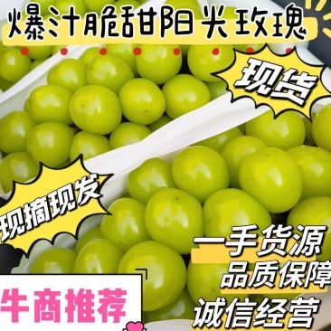 精品阳光玫瑰,香甜可口,产地直发,欢迎新老客户前来考查!