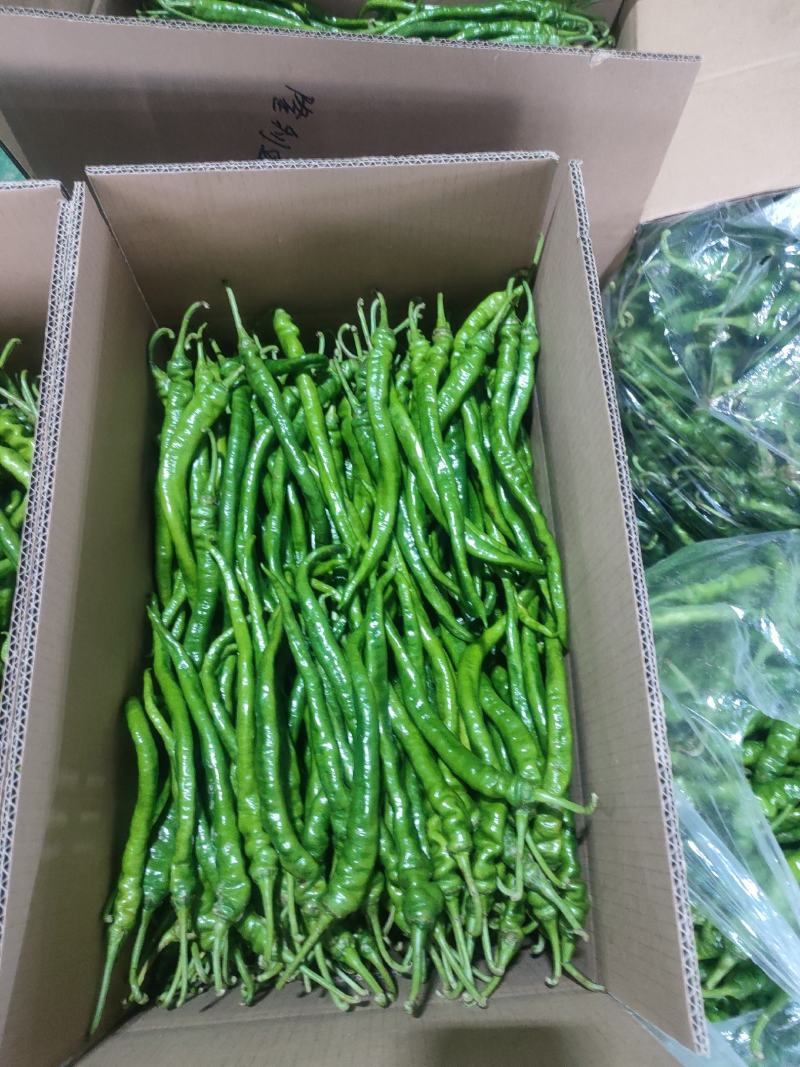 辣椒大量上市