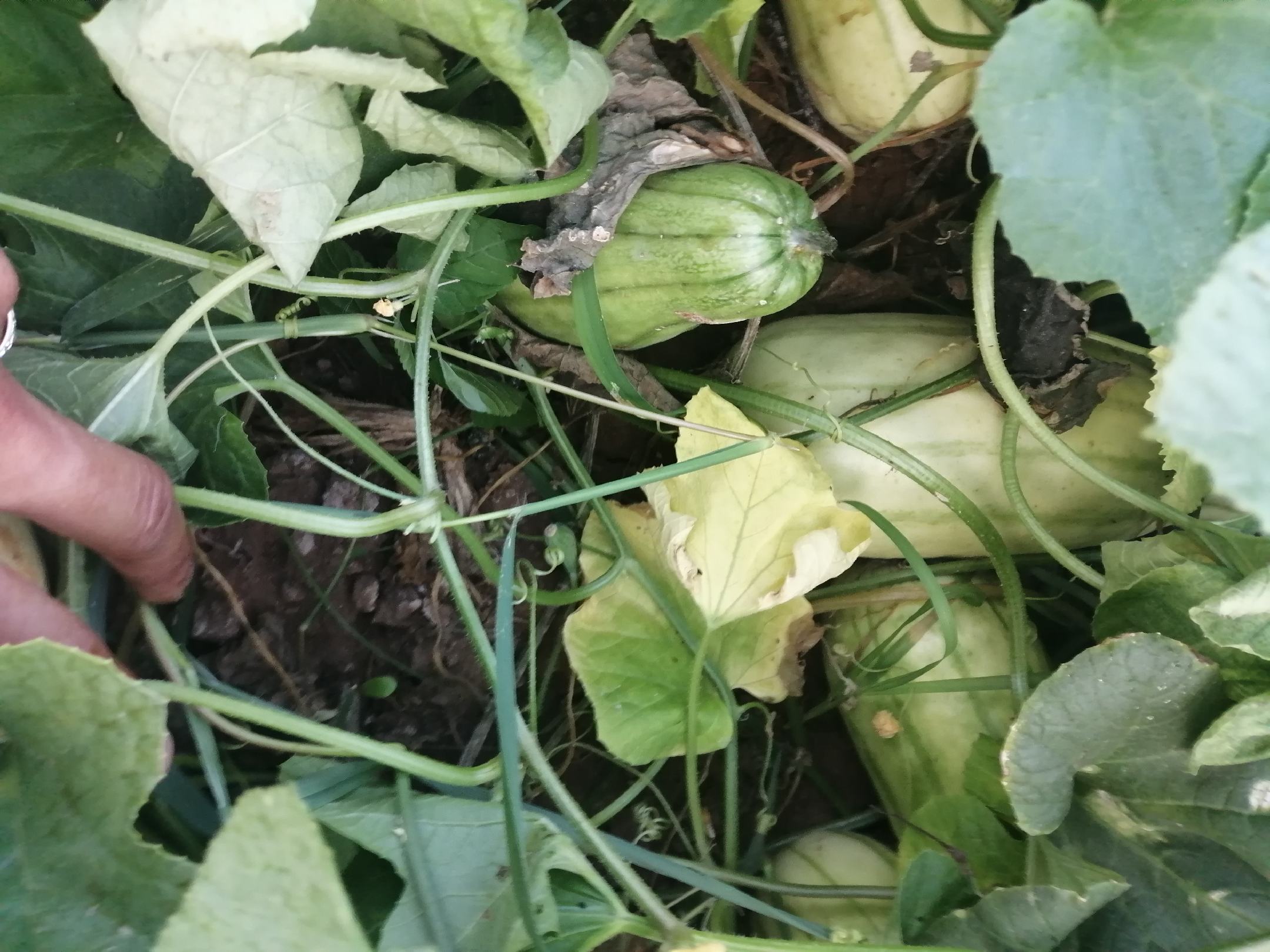 甜瓜与苹果放在一起催熟,利用乙烯气体促进成熟 甜瓜与苹果放在一起催熟