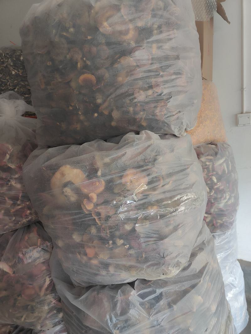 云南普洱野生灵芝