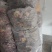 云南普洱野生灵芝