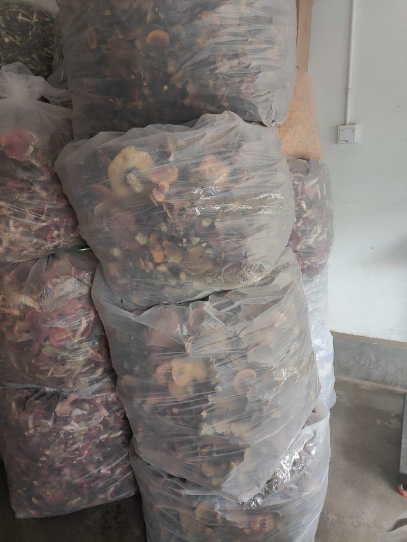 云南普洱野生灵芝