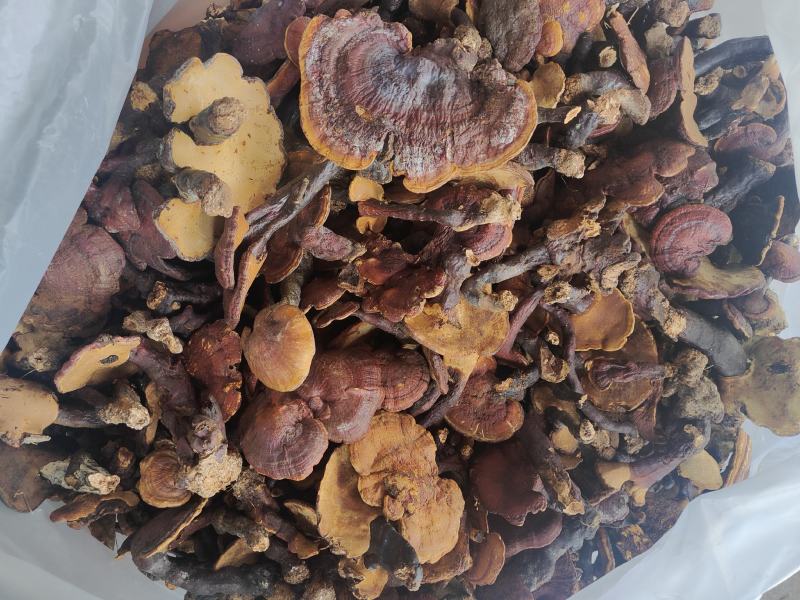 云南普洱野生灵芝