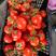 【石头番茄】百色大西红柿产地大量供应，货源稳定，保质量