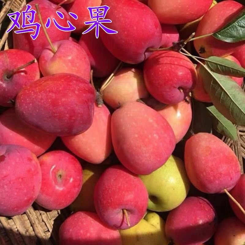 内蒙古鸡心果【海棠果】视频看货实地考察供应市场商超
