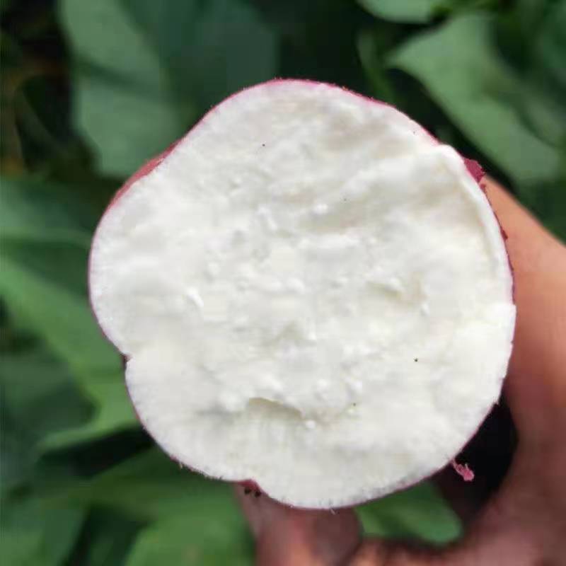 【产地直发】白心红薯商薯产地一手货源全国发货