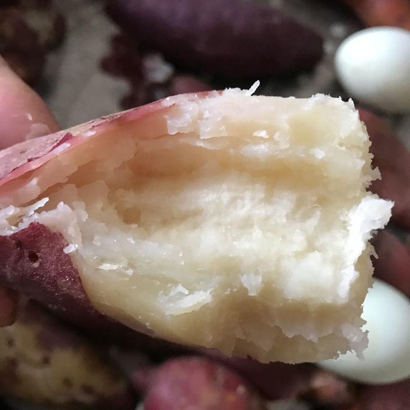 【产地直发】白心红薯商薯产地一手货源全国发货