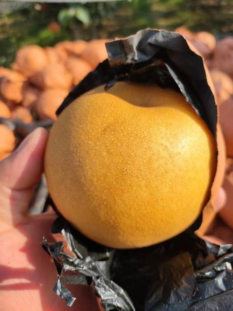 陕西套袋丰水梨六两起步脆甜化渣大量有货
