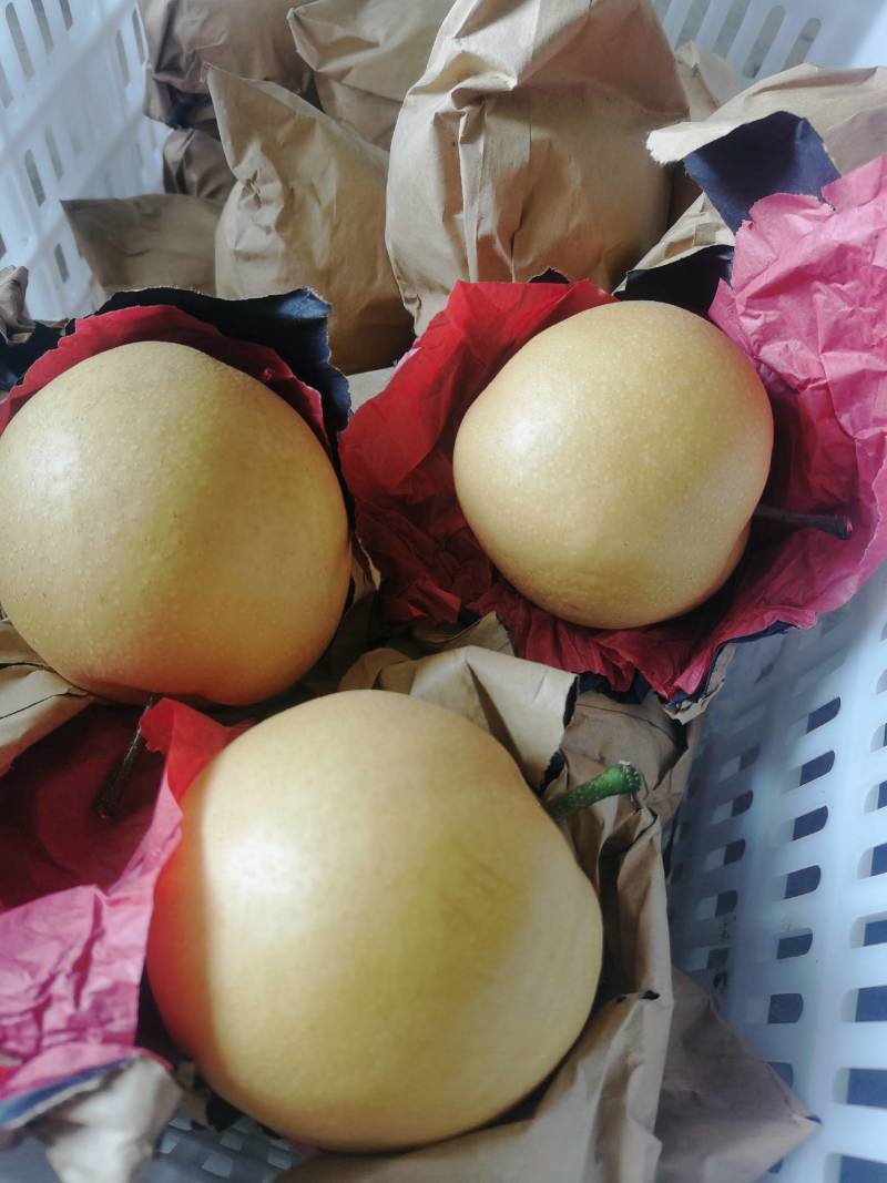 陕西套袋丰水梨六两起步脆甜化渣大量有货