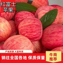 山东精品红富士苹果产地直发，欢迎咨询对接各类客户
