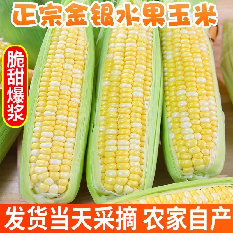 临洮早熟水果玉米，白加黄大量有货，颗粒饱满，味道鲜美