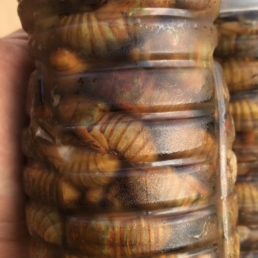 杜仲园，杜仲金蝉原产地一手货源，货源充足