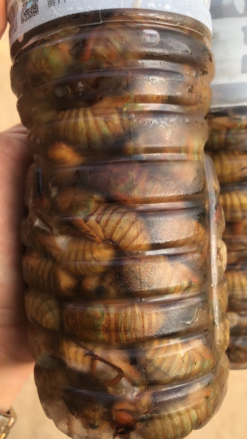 杜仲园，杜仲金蝉原产地一手货源，货源充足