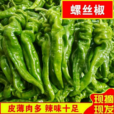甘肃精品螺丝椒，产地直发，质量保证，一手货源，全国发货