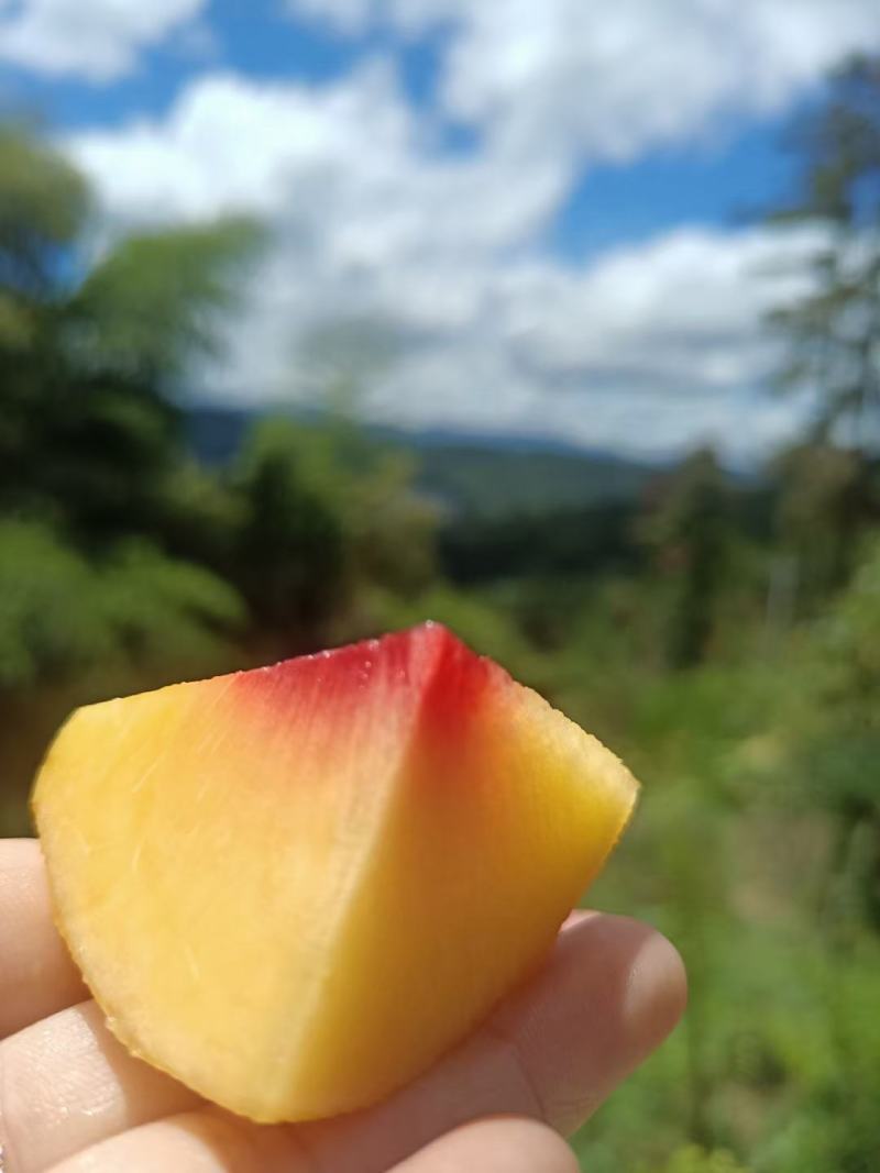 黄桃