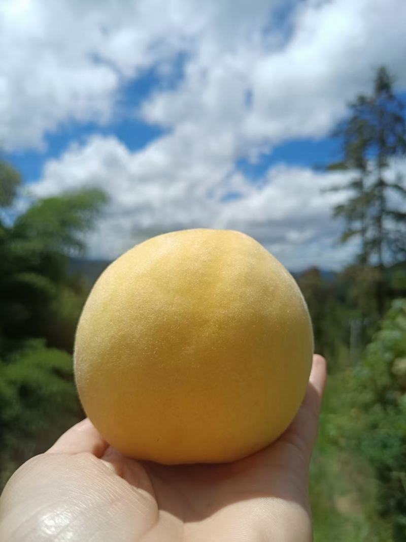 黄桃