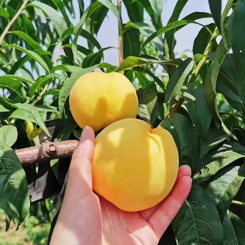 黄桃