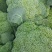 【实力推荐】西兰花精品西兰花产地直供对接市场商超