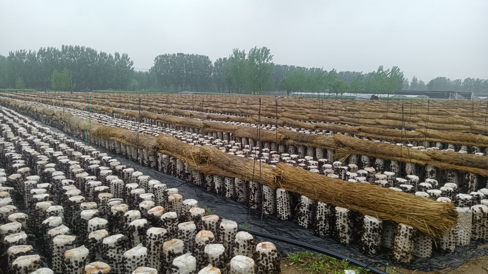 黑木耳田间自然晾晒场景