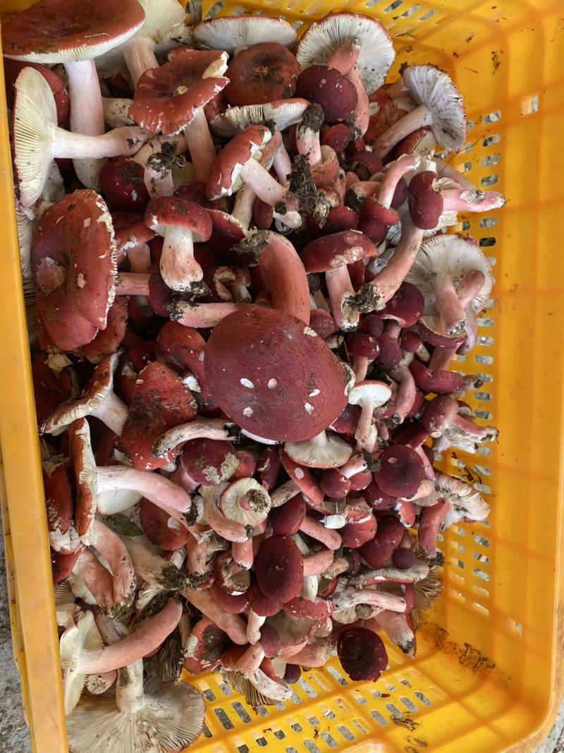 江西红菇，江西省赣州市龙南市九连山杨村红菇