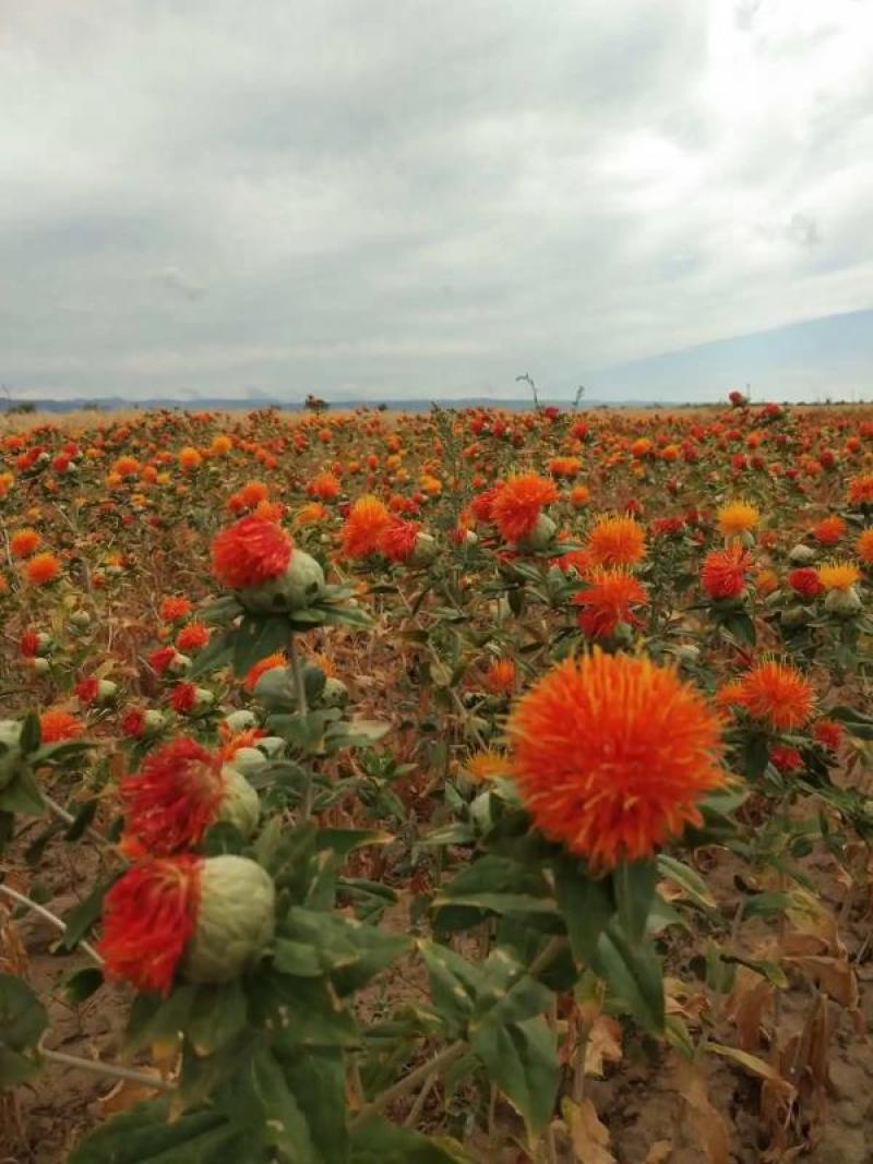 【实力牛商】新疆高山红花雪水灌溉无农药精品红花批发