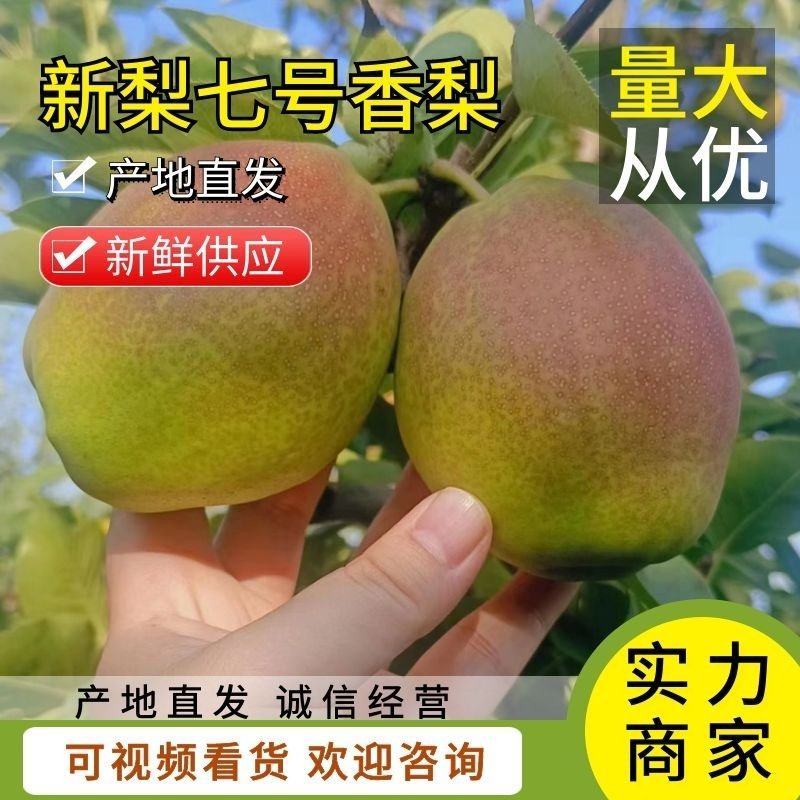 精品新梨七号香梨库尔勒香梨对接电商平台团购市场