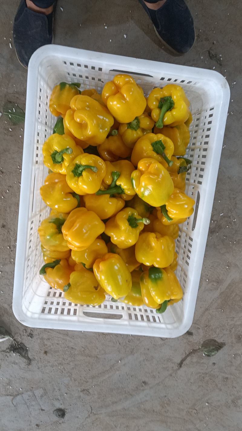 河北精品，大量现货，有需要的可以通过一亩田联系我