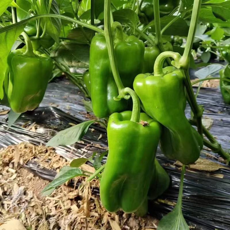 河北精品，大量现货，有需要的可以通过一亩田联系我