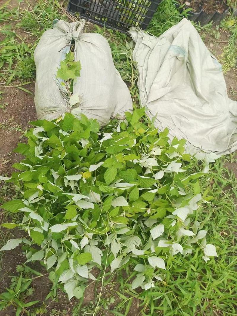 精品树莓组培苗，产地直发，质量保证，成活率高欢迎选购