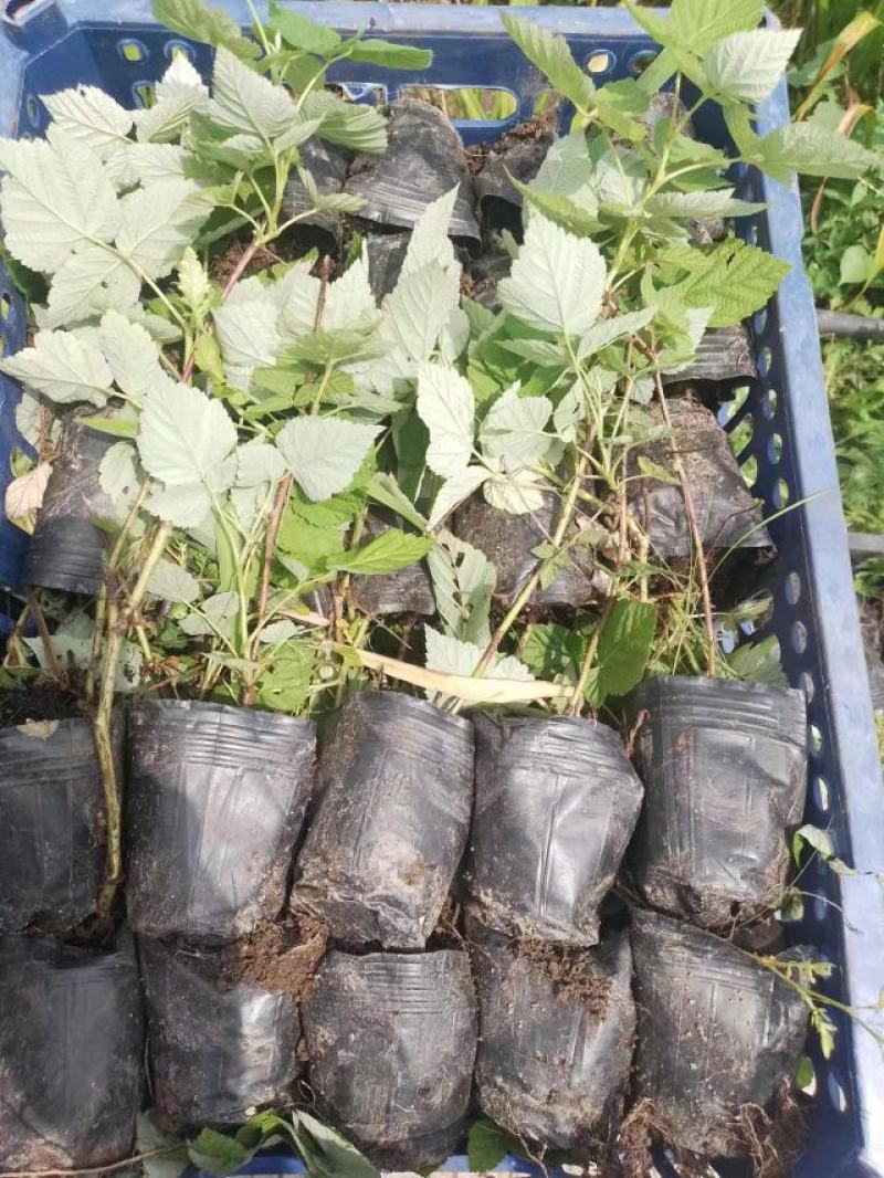 精品树莓组培苗，产地直发，质量保证，成活率高欢迎选购