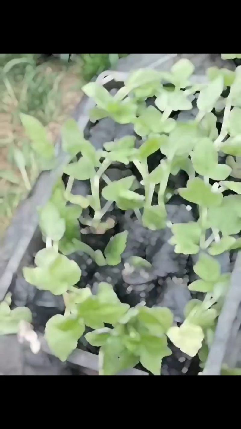 精品树莓组培苗，产地直发，质量保证，成活率高欢迎选购