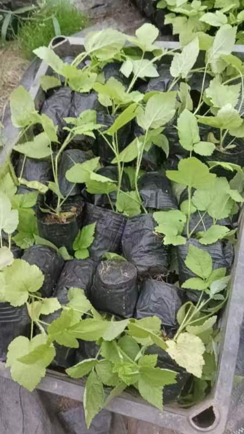 精品树莓组培苗，产地直发，质量保证，成活率高欢迎选购