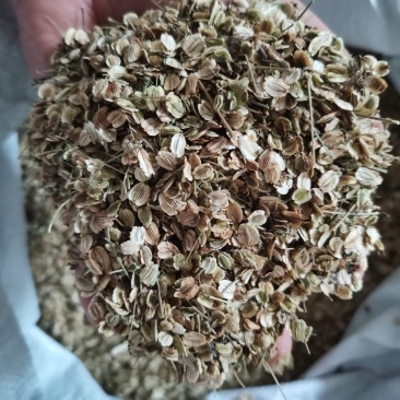 白芷，种，子，白芷个子，白芷片