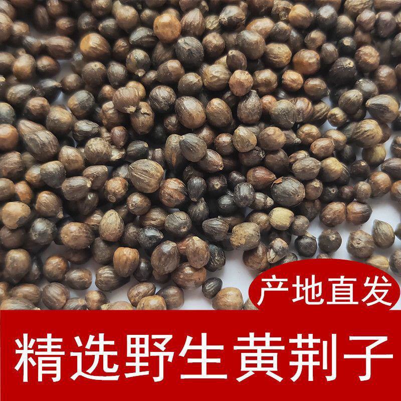 黄荆子中药材精选正宗无硫黄荆子不惊子黄金子荆籽批发