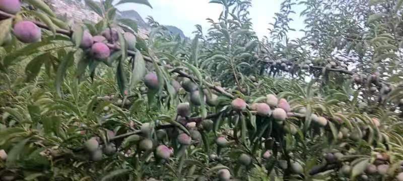 【甄选】脆红李，四川脆红李，甘甜可口，对接全国各地。