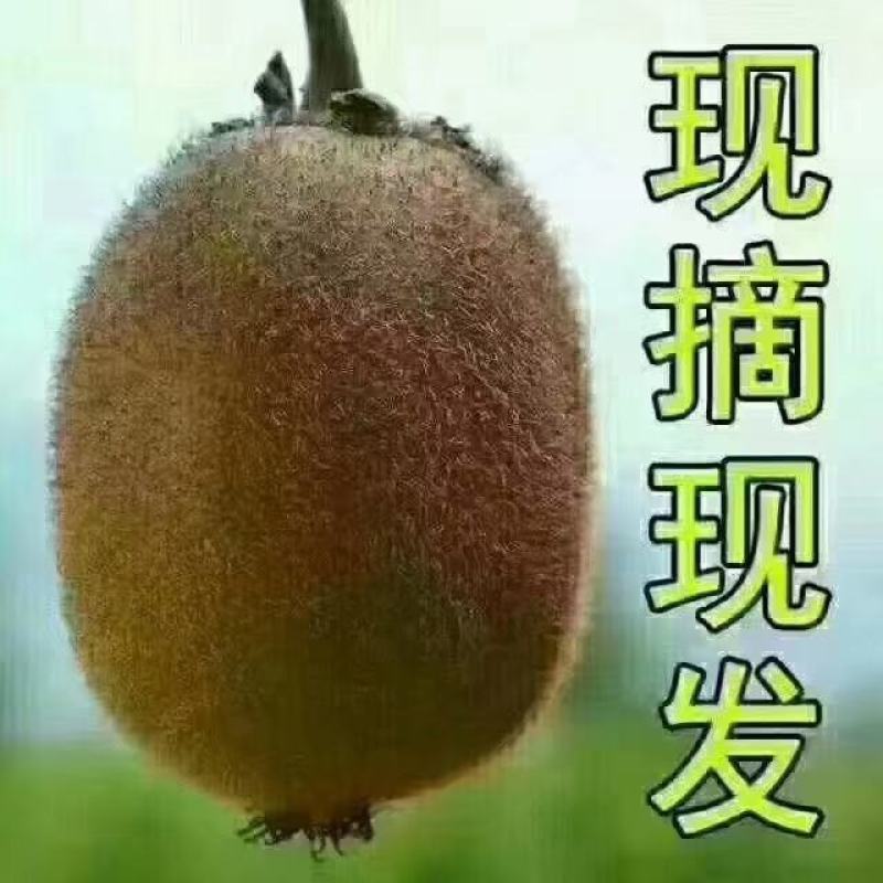 猕猴桃，徐香，翠香，秦美，品种齐全，口感好，香，甜，诚信