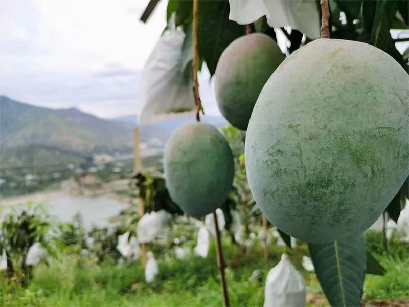 芒果精品凯特芒果大量供应【一件代发】对接电商