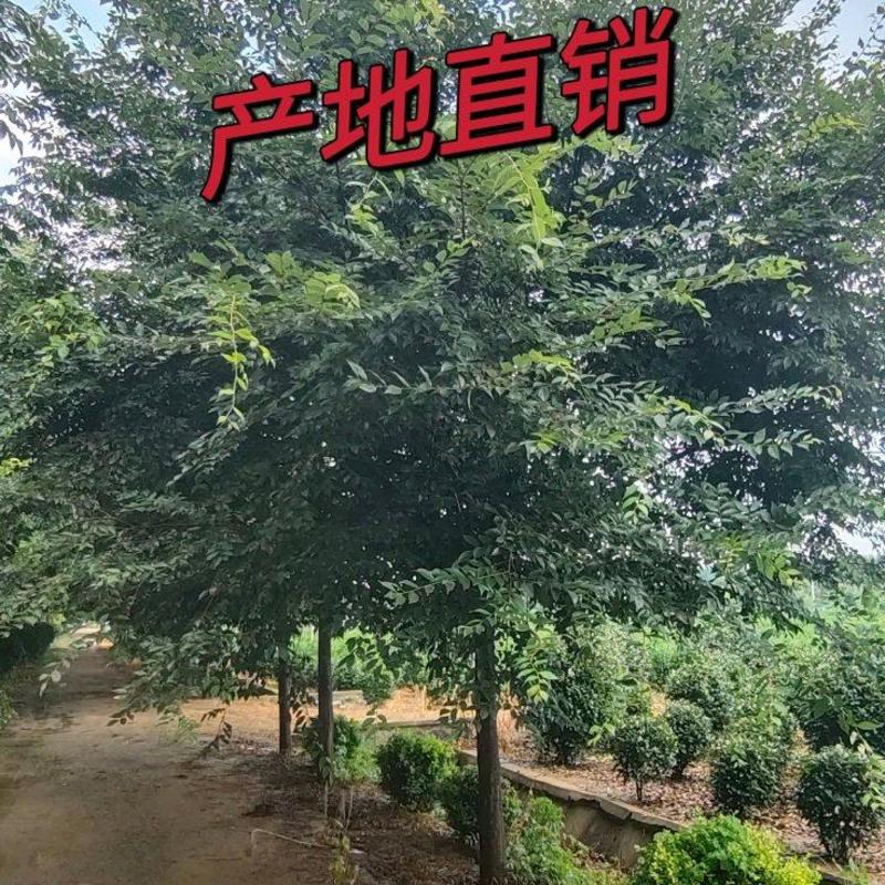 江苏本地榉树15公分保质保量欢迎进店选购！