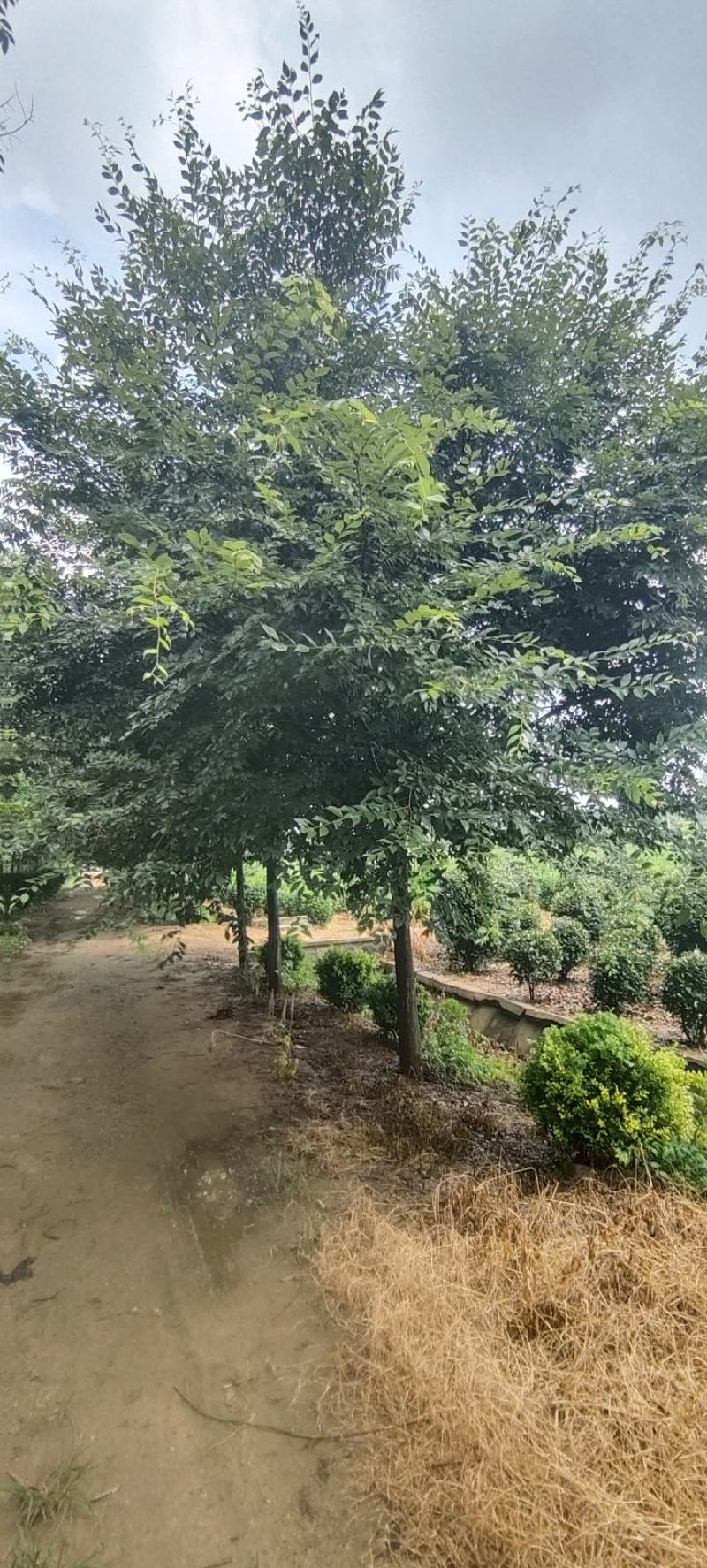 江苏本地榉树15公分保质保量欢迎进店选购！