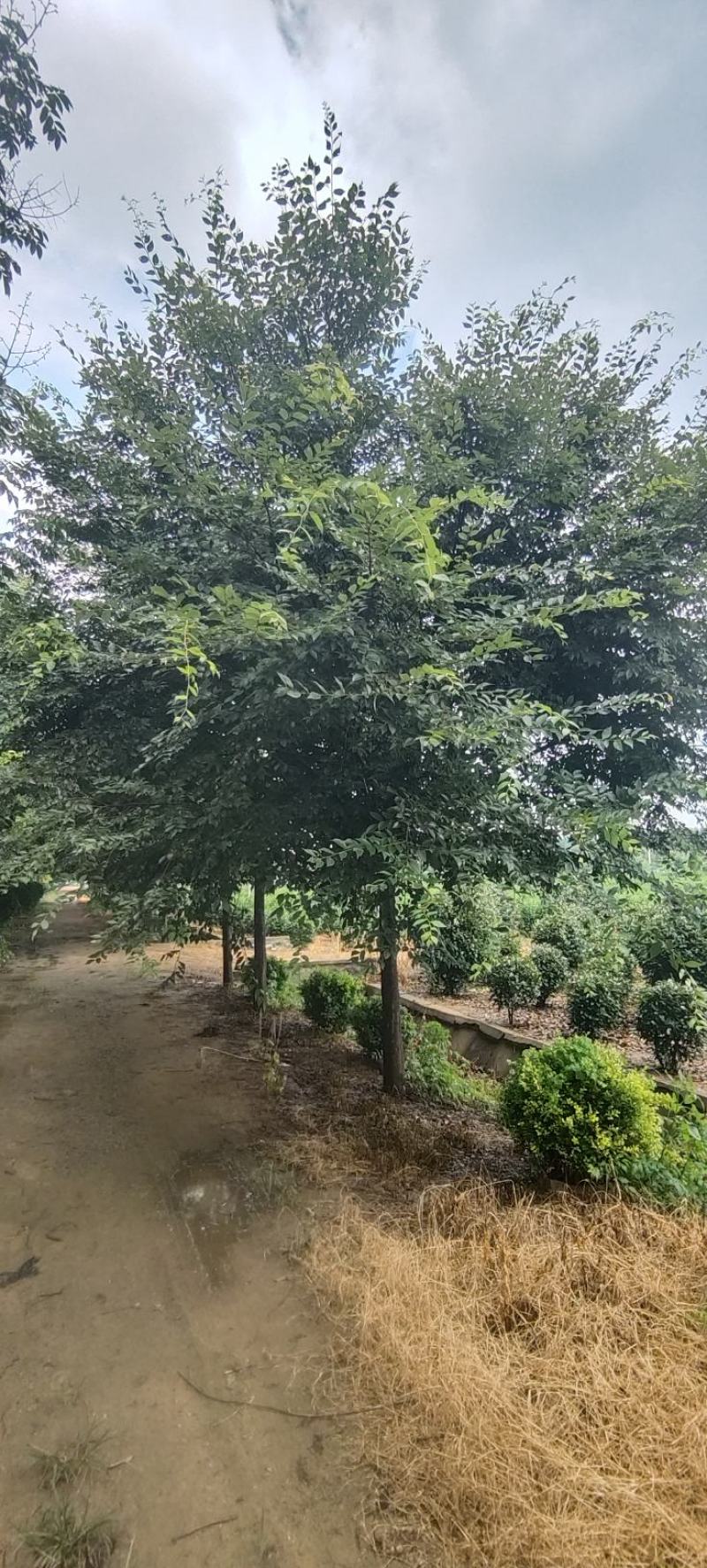 江苏本地榉树15公分保质保量欢迎进店选购！