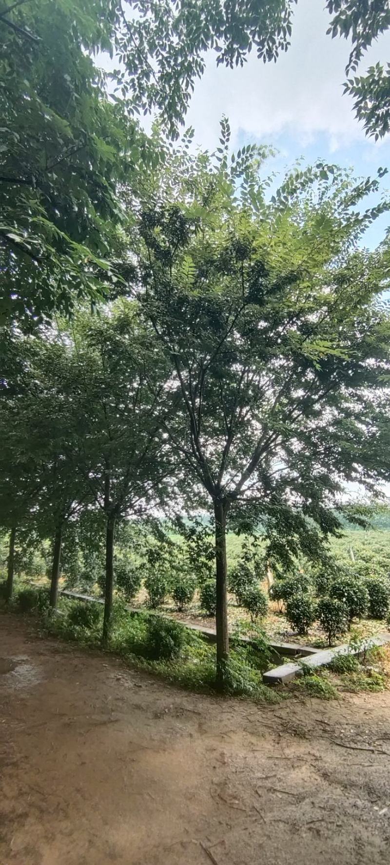 江苏本地榉树15公分保质保量欢迎进店选购！