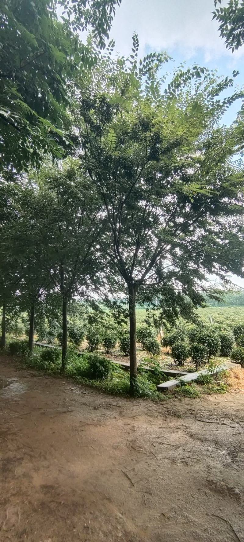 江苏本地榉树15公分保质保量欢迎进店选购！