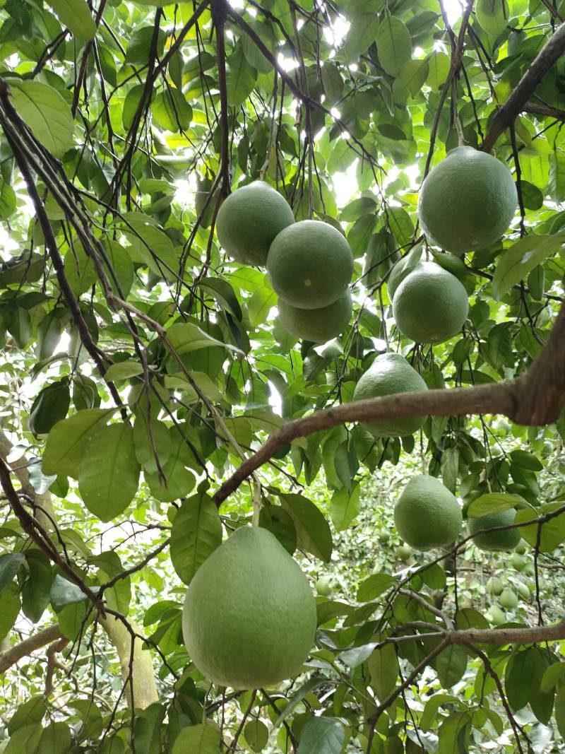 高山老树。正宗江永老树香柚