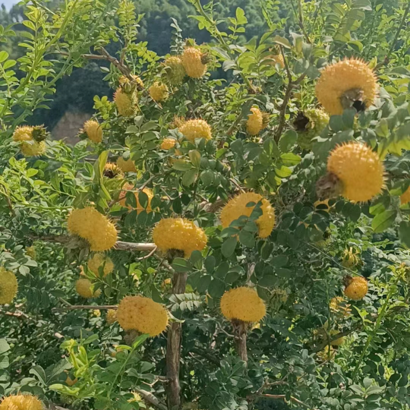 刺梨大量上市了