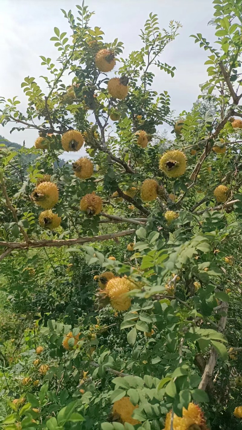 刺梨大量上市了