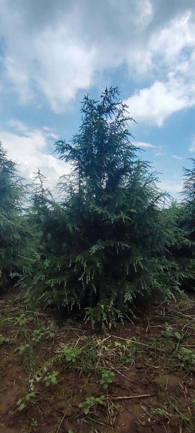 江苏沭阳雪松直销大量现货树形优美欢迎进店选购！